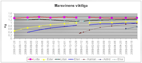 viktligan090531